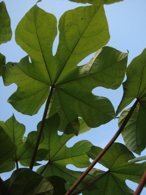 Firmiana simplex feuille